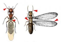 白蚁防治中心:白蚁与蚂蚁的区别