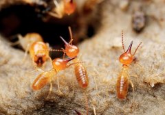 白蚁防治中心告诉您:日常生活中预防白蚁入侵的方法